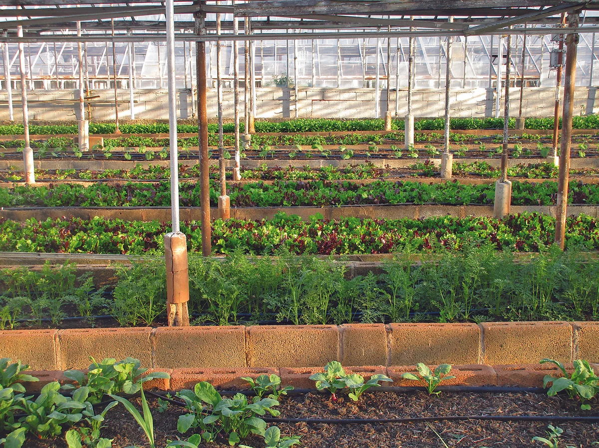 Agriculture durable : manger local sans se ruiner