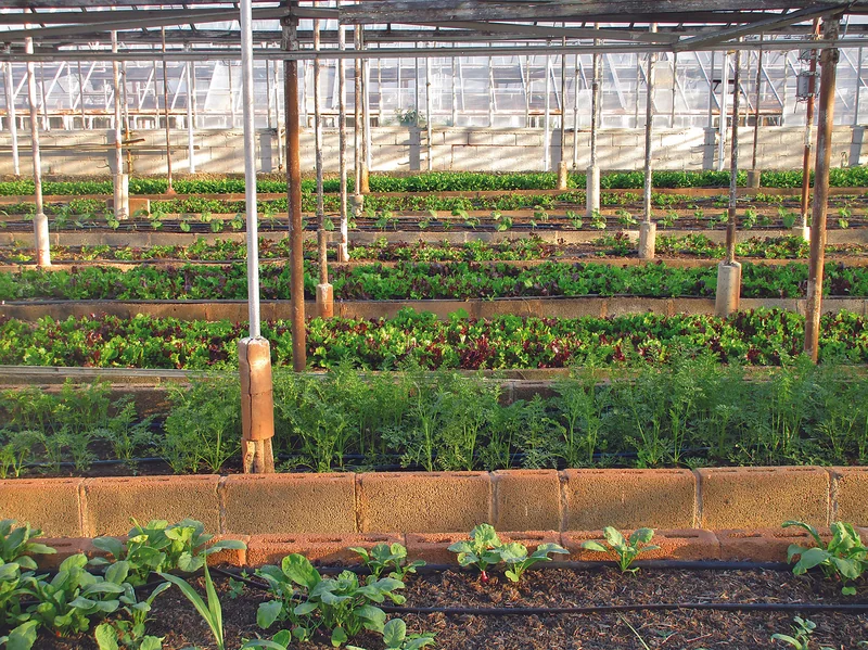 Agriculture durable : manger local sans se ruiner