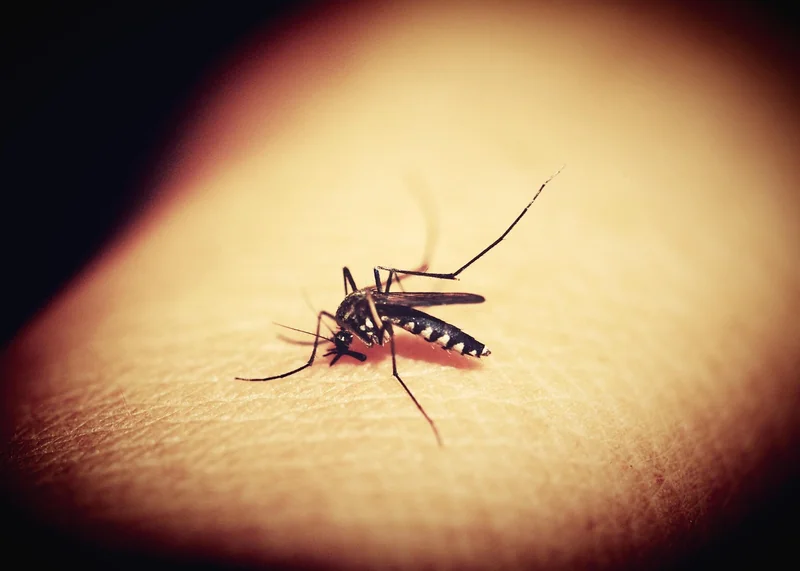 Maladies infectieuses : le retour des vieilles ennemies